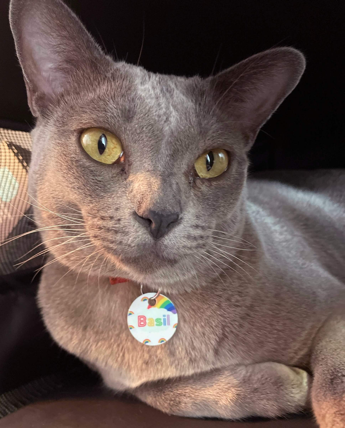Haluna Happy Names&#39; &#39;End of the Rainbow&#39; 25mm aluminium name tag lights up the chest of a gorgeous grey cat who looks solemnly straight at the camera